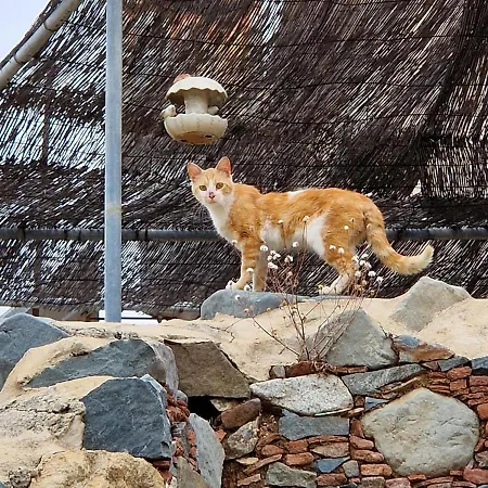 Semesterbostad The Rock House - Beautiful Countryside With Mandarins Oranges And Olive Trees,. Near Limassol At Eptagonia Village.