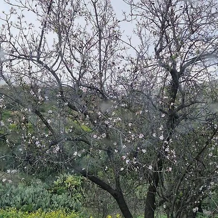 펜션 The Rock House - Beautiful Countryside With Mandarins Oranges And Olive Trees,. Near Limassol At Eptagonia Village. *