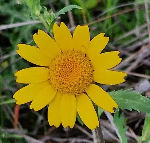Prázdninový dům The Rock House - Beautiful Countryside With Mandarins Oranges And Olive Trees,. Near Limassol At Eptagonia Village. Ephtagonia
