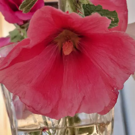 The Rock House - Beautiful Countryside With Mandarins Oranges And Olive Trees,. Near Limassol At Eptagonia Village. Дом отдыха *