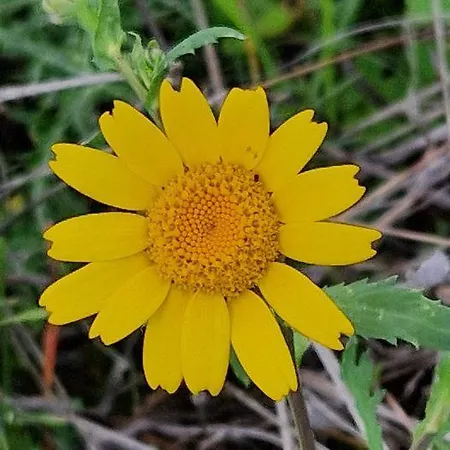 Дом отдыха The Rock House - Beautiful Countryside With Mandarins Oranges And Olive Trees,. Near Limassol At Eptagonia Village. Ephtagonia