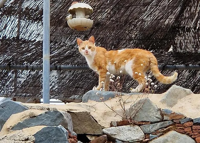 Feriehus The Rock House - Beautiful Countryside With Mandarins Oranges And Olive Trees,. Near Limassol At Eptagonia Village.