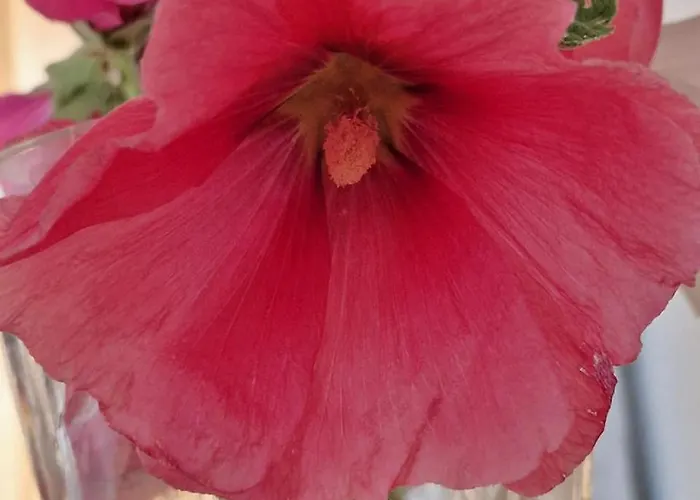 The Rock House - Beautiful Countryside With Mandarins Oranges And Olive Trees,. Near Limassol At Eptagonia Village. Feriehus *